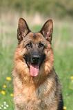 BERGER ALLEMAND 1384